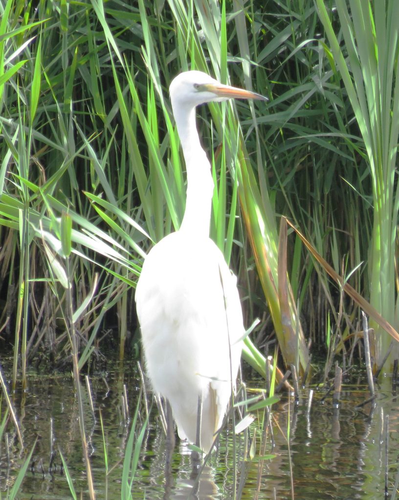 Great White Egret at Ham Wall courtesy of Roy Mellis