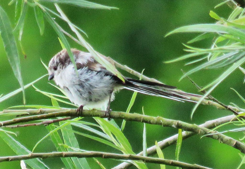 Long tailed tit at Ham Wall courtesy of Roy Mellis